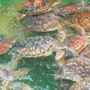 swimming with turtles Zanzibar